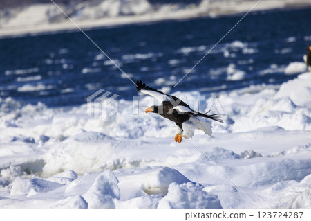 海上之王、流冰使者、虎頭海雕，拍攝於北海道目梨郡羅臼町 123724287