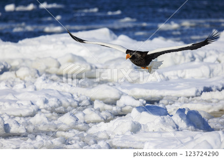 King of the sea, messenger of drift ice, Steller's sea eagle, photographed in Rausu Town, Menashi District, Hokkaido 123724290