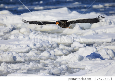 King of the sea, messenger of drift ice, Steller's sea eagle, photographed in Rausu Town, Menashi District, Hokkaido 123724291