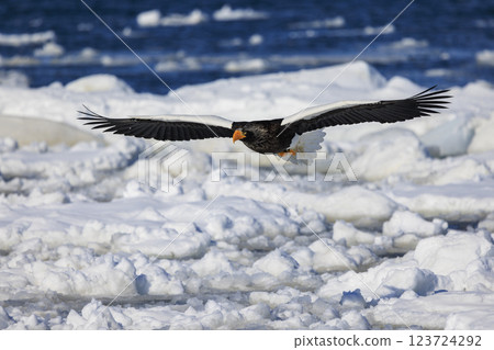 King of the sea, messenger of drift ice, Steller's sea eagle, photographed in Rausu Town, Menashi District, Hokkaido 123724292