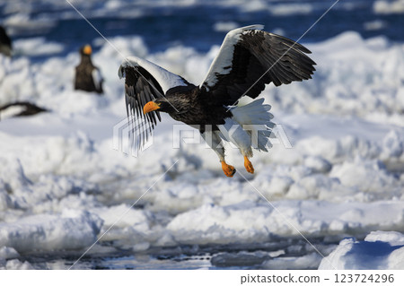 海上之王、流冰使者、虎頭海雕,拍攝於北海道目梨郡羅臼町 海上之王、流冰使者、虎頭海雕,拍攝於北海道目梨郡羅臼町 123724296