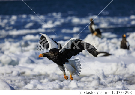 King of the sea, messenger of drift ice, Steller's sea eagle, photographed in Rausu Town, Menashi District, Hokkaido King of the sea, messenger of drift ice, Steller's sea eagle, photographed in Rausu Town, Menashi District, Hokkaido 123724298