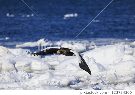 King of the sea, messenger of drift ice, Steller's sea eagle, photographed in Rausu Town, Menashi District, Hokkaido 123724300