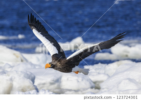 King of the sea, messenger of drift ice, Steller's sea eagle, photographed in Rausu Town, Menashi District, Hokkaido 123724301