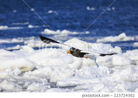 King of the sea, messenger of drift ice, Steller's sea eagle, photographed in Rausu Town, Menashi District, Hokkaido King of the sea, messenger of drift ice, Steller's sea eagle, photographed in Rausu Town, Menashi District, Hokkaido 123724302