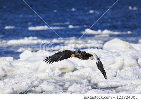 King of the sea, messenger of drift ice, Steller's sea eagle, photographed in Rausu Town, Menashi District, Hokkaido King of the sea, messenger of drift ice, Steller's sea eagle, photographed in Rausu Town, Menashi District, Hokkaido 123724303