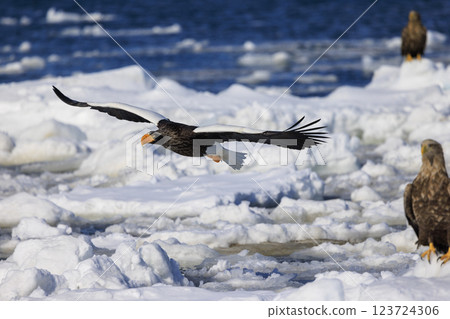 King of the sea, messenger of drift ice, Steller's sea eagle, photographed in Rausu Town, Menashi District, Hokkaido 123724306