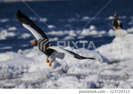 King of the sea, messenger of drift ice, Steller's sea eagle, photographed in Rausu Town, Menashi District, Hokkaido King of the sea, messenger of drift ice, Steller's sea eagle, photographed in Rausu Town, Menashi District, Hokkaido 123724313