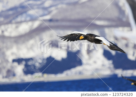 海上之王、流冰使者、虎頭海雕，拍攝於北海道目梨郡羅臼町 123724320