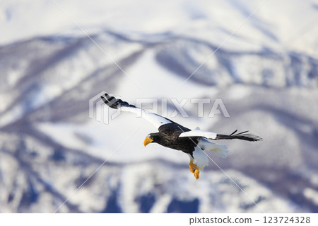 King of the sea, messenger of drift ice, Steller's sea eagle, photographed in Rausu Town, Menashi District, Hokkaido 123724328