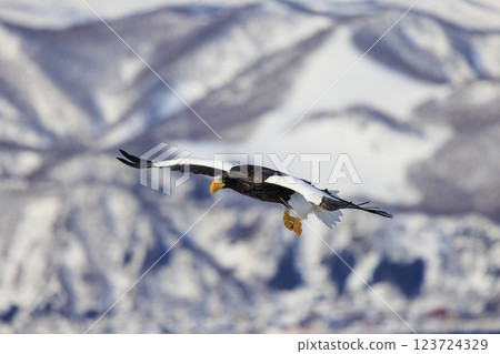 King of the sea, messenger of drift ice, Steller's sea eagle, photographed in Rausu Town, Menashi District, Hokkaido 123724329