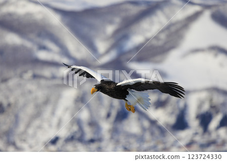 King of the sea, messenger of drift ice, Steller's sea eagle, photographed in Rausu Town, Menashi District, Hokkaido 123724330