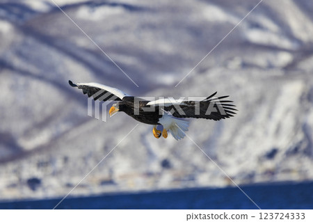 King of the sea, messenger of drift ice, Steller's sea eagle, photographed in Rausu Town, Menashi District, Hokkaido 123724333
