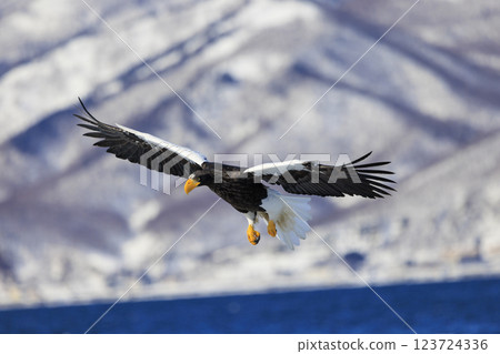King of the sea, messenger of drift ice, Steller's sea eagle, photographed in Rausu Town, Menashi District, Hokkaido 123724336