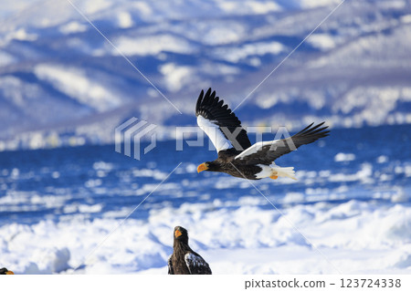 King of the sea, messenger of drift ice, Steller's sea eagle, photographed in Rausu Town, Menashi District, Hokkaido 123724338