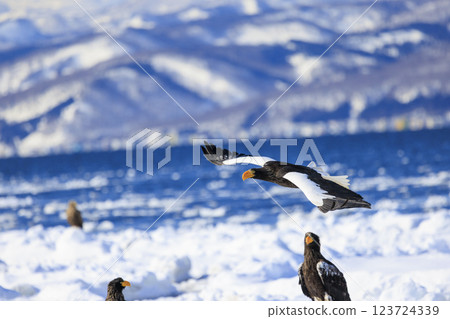 King of the sea, messenger of drift ice, Steller's sea eagle, photographed in Rausu Town, Menashi District, Hokkaido King of the sea, messenger of drift ice, Steller's sea eagle, photographed in Rausu Town, Menashi District, Hokkaido 123724339