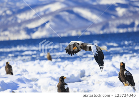 King of the sea, messenger of drift ice, Steller's sea eagle, photographed in Rausu Town, Menashi District, Hokkaido 123724340