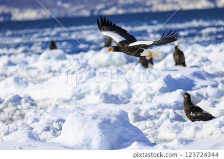 King of the sea, messenger of drift ice, Steller's sea eagle, photographed in Rausu Town, Menashi District, Hokkaido 123724344
