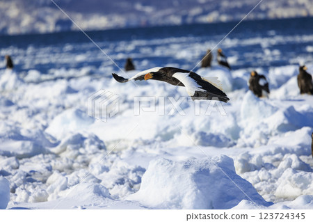 King of the sea, messenger of drift ice, Steller's sea eagle, photographed in Rausu Town, Menashi District, Hokkaido 123724345