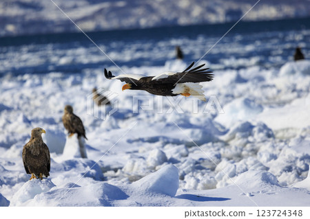 King of the sea, messenger of drift ice, Steller's sea eagle, photographed in Rausu Town, Menashi District, Hokkaido 123724348