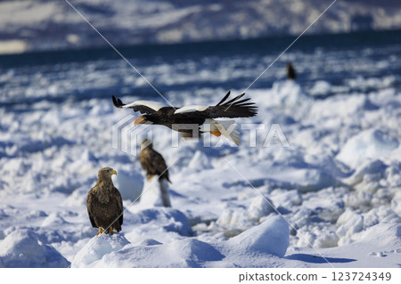 King of the sea, messenger of drift ice, Steller's sea eagle, photographed in Rausu Town, Menashi District, Hokkaido 123724349