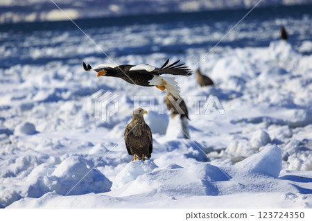 King of the sea, messenger of drift ice, Steller's sea eagle, photographed in Rausu Town, Menashi District, Hokkaido 123724350