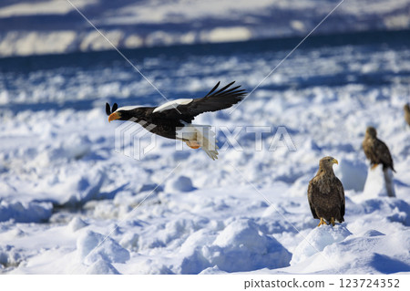 海上之王、流冰使者、虎頭海雕,拍攝於北海道目梨郡羅臼町 海上之王、流冰使者、虎頭海雕,拍攝於北海道目梨郡羅臼町 123724352