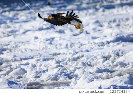 King of the sea, messenger of drift ice, Steller's sea eagle, photographed in Rausu Town, Menashi District, Hokkaido 123724354