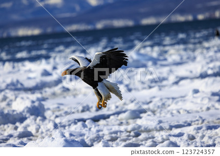 King of the sea, messenger of drift ice, Steller's sea eagle, photographed in Rausu Town, Menashi District, Hokkaido King of the sea, messenger of drift ice, Steller's sea eagle, photographed in Rausu Town, Menashi District, Hokkaido 123724357