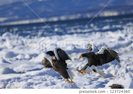 King of the sea, messenger of drift ice, Steller's sea eagle, photographed in Rausu Town, Menashi District, Hokkaido King of the sea, messenger of drift ice, Steller's sea eagle, photographed in Rausu Town, Menashi District, Hokkaido 123724360