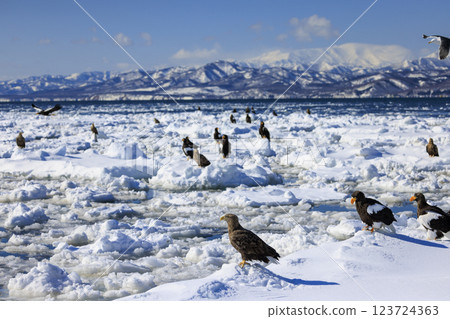 King of the sea, messenger of drift ice, Steller's sea eagle, photographed in Rausu Town, Menashi District, Hokkaido 123724363