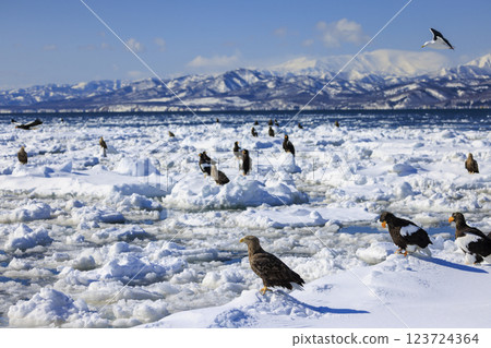 海上之王、流冰使者、虎頭海雕，拍攝於北海道目梨郡羅臼町 123724364