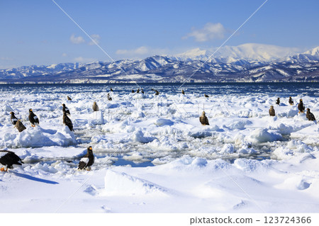 King of the sea, messenger of drift ice, Steller's sea eagle, photographed in Rausu Town, Menashi District, Hokkaido 123724366