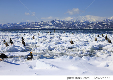 King of the sea, messenger of drift ice, Steller's sea eagle, photographed in Rausu Town, Menashi District, Hokkaido King of the sea, messenger of drift ice, Steller's sea eagle, photographed in Rausu Town, Menashi District, Hokkaido 123724368
