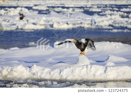 King of the sea, messenger of drift ice, Steller's sea eagle, photographed in Rausu Town, Menashi District, Hokkaido King of the sea, messenger of drift ice, Steller's sea eagle, photographed in Rausu Town, Menashi District, Hokkaido 123724375