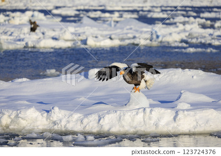 King of the sea, messenger of drift ice, Steller's sea eagle, photographed in Rausu Town, Menashi District, Hokkaido 123724376