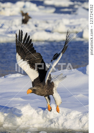 King of the sea, messenger of drift ice, Steller's sea eagle, photographed in Rausu Town, Menashi District, Hokkaido 123724382