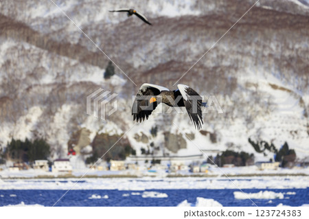 King of the sea, messenger of drift ice, Steller's sea eagle, photographed in Rausu Town, Menashi District, Hokkaido King of the sea, messenger of drift ice, Steller's sea eagle, photographed in Rausu Town, Menashi District, Hokkaido 123724383