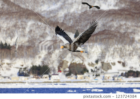 King of the sea, messenger of drift ice, Steller's sea eagle, photographed in Rausu Town, Menashi District, Hokkaido King of the sea, messenger of drift ice, Steller's sea eagle, photographed in Rausu Town, Menashi District, Hokkaido 123724384
