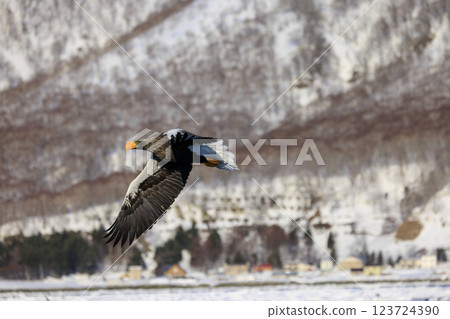 King of the sea, messenger of drift ice, Steller's sea eagle, photographed in Rausu Town, Menashi District, Hokkaido 123724390
