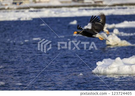 King of the sea, messenger of drift ice, Steller's sea eagle, photographed in Rausu Town, Menashi District, Hokkaido 123724405