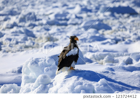 King of the sea, messenger of drift ice, Steller's sea eagle, photographed in Rausu Town, Menashi District, Hokkaido 123724412