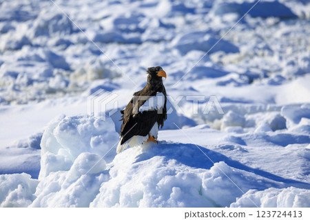 King of the sea, messenger of drift ice, Steller's sea eagle, photographed in Rausu Town, Menashi District, Hokkaido 123724413