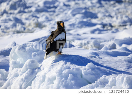 King of the sea, messenger of drift ice, Steller's sea eagle, photographed in Rausu Town, Menashi District, Hokkaido King of the sea, messenger of drift ice, Steller's sea eagle, photographed in Rausu Town, Menashi District, Hokkaido 123724420