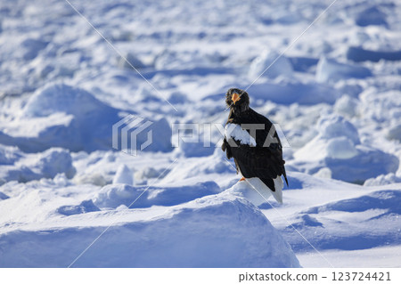 King of the sea, messenger of drift ice, Steller's sea eagle, photographed in Rausu Town, Menashi District, Hokkaido 123724421