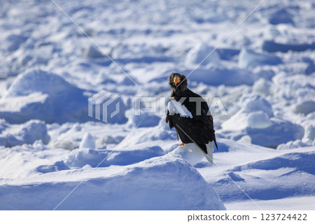 King of the sea, messenger of drift ice, Steller's sea eagle, photographed in Rausu Town, Menashi District, Hokkaido King of the sea, messenger of drift ice, Steller's sea eagle, photographed in Rausu Town, Menashi District, Hokkaido 123724422