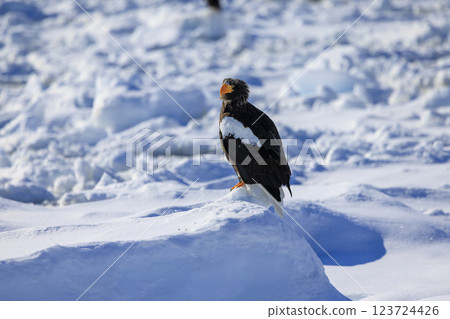 King of the sea, messenger of drift ice, Steller's sea eagle, photographed in Rausu Town, Menashi District, Hokkaido King of the sea, messenger of drift ice, Steller's sea eagle, photographed in Rausu Town, Menashi District, Hokkaido 123724426