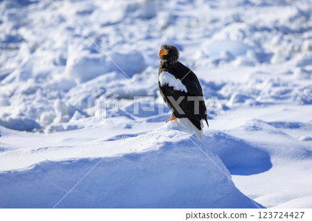 King of the sea, messenger of drift ice, Steller's sea eagle, photographed in Rausu Town, Menashi District, Hokkaido King of the sea, messenger of drift ice, Steller's sea eagle, photographed in Rausu Town, Menashi District, Hokkaido 123724427