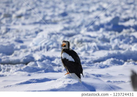 King of the sea, messenger of drift ice, Steller's sea eagle, photographed in Rausu Town, Menashi District, Hokkaido King of the sea, messenger of drift ice, Steller's sea eagle, photographed in Rausu Town, Menashi District, Hokkaido 123724431