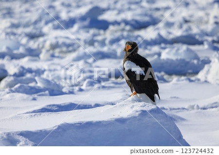 King of the sea, messenger of drift ice, Steller's sea eagle, photographed in Rausu Town, Menashi District, Hokkaido King of the sea, messenger of drift ice, Steller's sea eagle, photographed in Rausu Town, Menashi District, Hokkaido 123724432